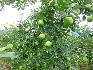りんご体験　農業体験